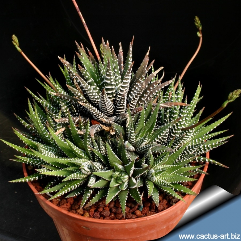 Aloe haworthioides