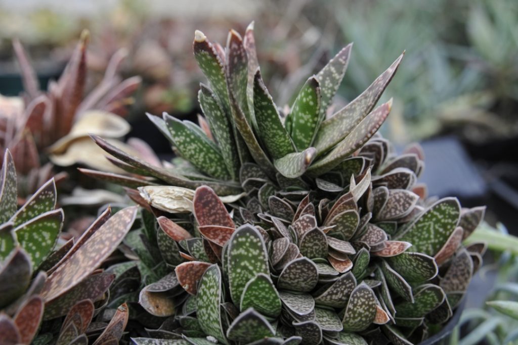 Aloe - Gasteria
