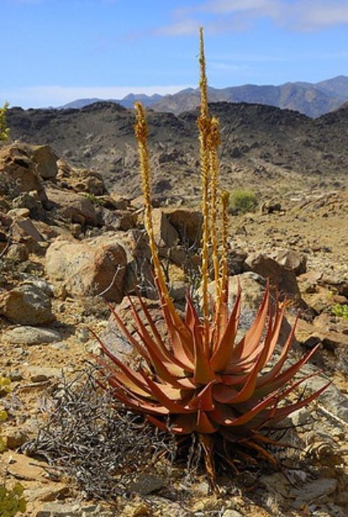 Aloe gariepensis