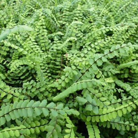 Asplenium trichomanes
