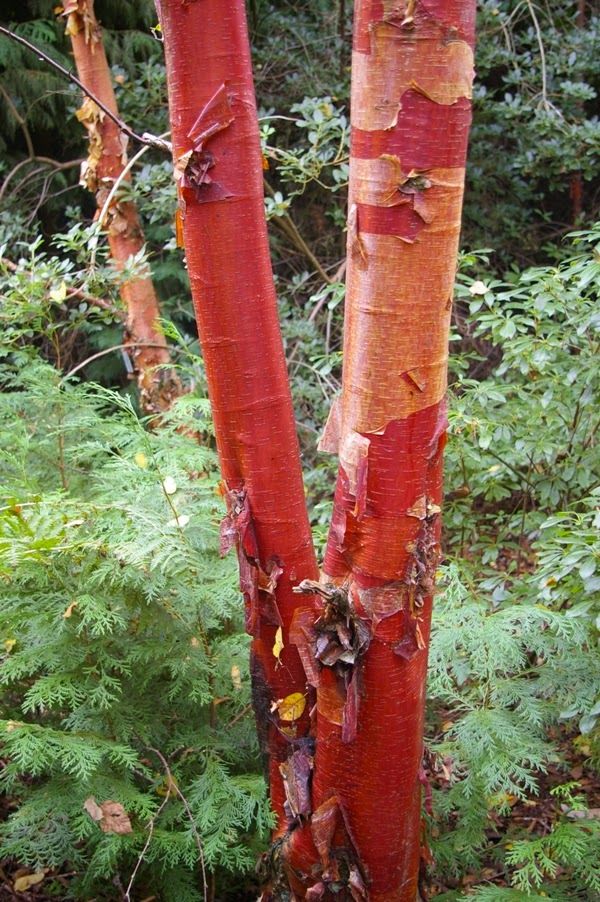 Betula albosinensis 'Fascination'