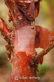 Betula albosinensis 'Princesse Sturdza'