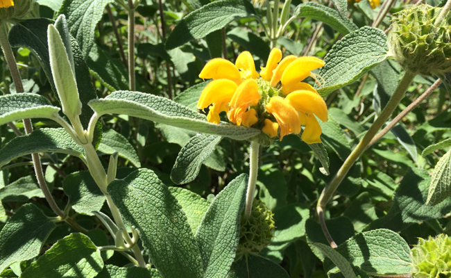 phlomis fruticosa