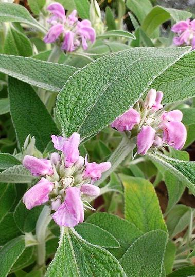 Phlomis purpurea